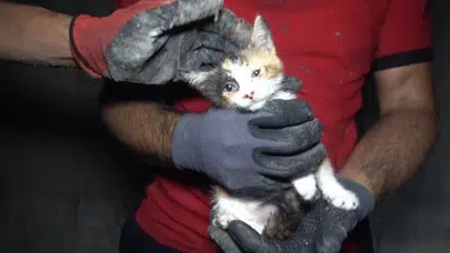 Küçükçekmece’de 8. kattan düşen yavru kedi şemsiye ile kurtarıldı