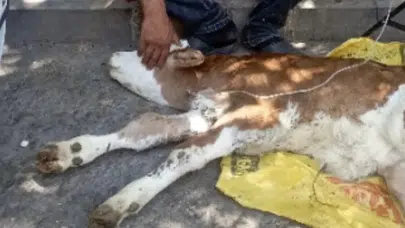 Diyarbakır'da kamyonetten düşen buzağı sahibine teslim edildi