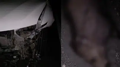 Elazığ'da otomobil domuz sürüsüne çarptı : 2 domuz telef oldu