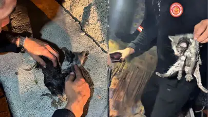 Çankırı'da metruk binada yangın çıktı : Mahsur kalan 3 yavru kedi kurtarıldı