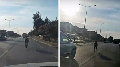 Bursa Mudanya’da başıboş at trafikte tehlike yarattı