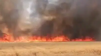 Şanlıurfa Harran'da buğday tarlasında yangın : 300 dönümlük arazi yandı