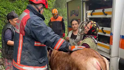 Afyonkarahisar'da inek belediyenin kazdığı çukura düştü