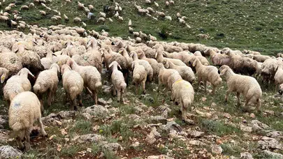 Sivas'ta koyun sürüsüne yıldırım düştü : 5 koyun telef oldu