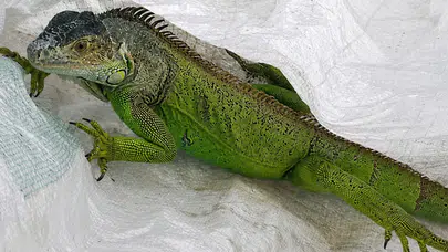 Düzce'de iguana operasyonu : İtfaiye ekipleri tarafından yakalandı