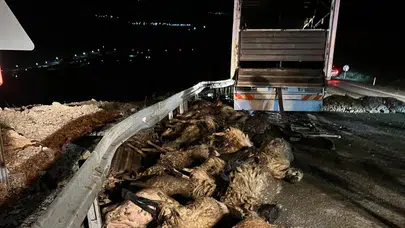 Erzincan'da koyun yüklü tır devrildi : 60 küçükbaş hayvan telef oldu