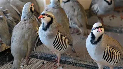 Kastamonu'da kenelerle mücadele için 1200 kınalı keklik doğaya salındı