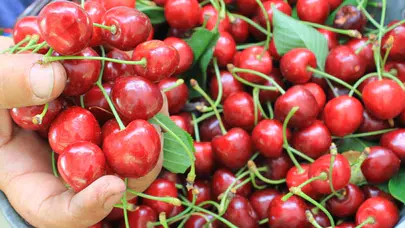 Türkiye'nin en geç hasat edilen kirazı dalından toplandı