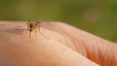 Sinekliğe gerek kalmayabilir! Tuvalet kağıdına birkaç damla damlatanlar yaz boyu rahat ediyor