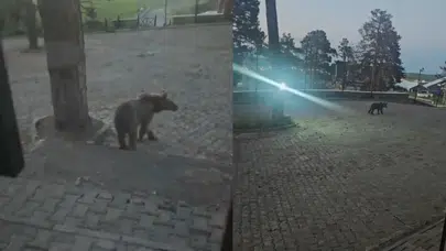 Kars Sarıkamış'ta boz ayı oteller bölgesine indi
