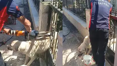 Tokat'ta köpek demir kapıya sıkıştı, itfaiye ekipleri kurtardı