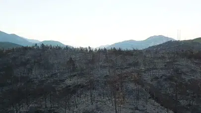 Muğla'daki orman yangınları sonrası zarar gören alan ne kadar?