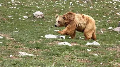 İzmir'de ayının saldırısına uğrayan kişi öldü