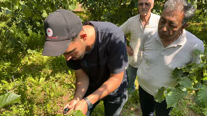 Düzce'de kokarcayla mücadele : Samuray arıları doğaya bırakıldı