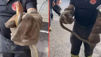 Yalova'da ilginç olay : Feribottan inen araçtan yılan çıktı