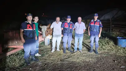 Bilecik’te kaybolan büyükbaş hayvan jandarma ekipleri tarafından bulundu