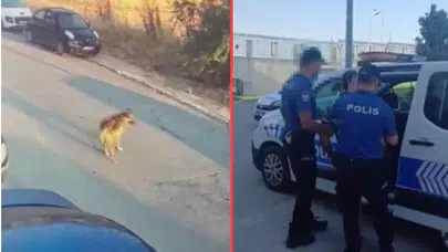 Silivri'de aracıyla ezdiği köpeğin ölümüne neden olan sürücü tutuklandı