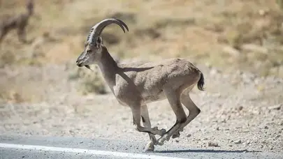 Şırnak'ta yaban keçisini avlamak isteyen şahsa rekor ceza