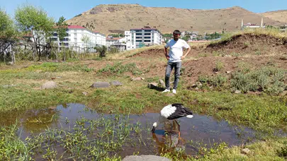 Bingöl'de defalarca yuvadan düşen leylek doğaya bırakıldı