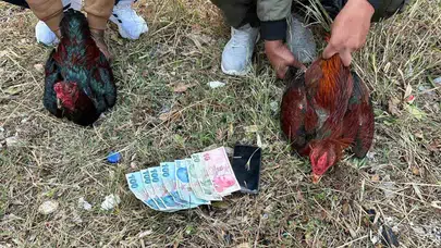 İstanbul’da Hayvanları Koruma Derneği baskını : Horoz dövüşü ve kumar ortaya çıktı