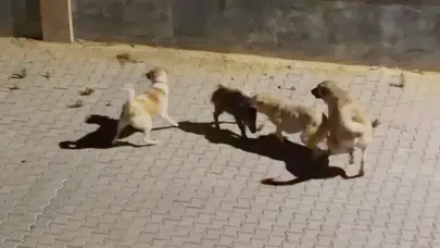 Kuşadası'nda iki köpeğin saldırdığı yaban domuzu, sürüsünün gelmesiyle kurtuldu