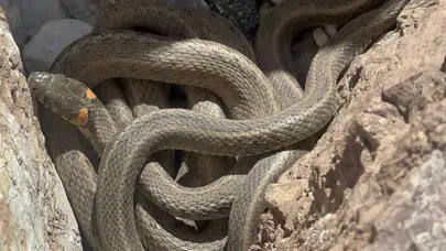 Diyarbakır’da 3 metre boyundaki dev yılanlar görüntülendi