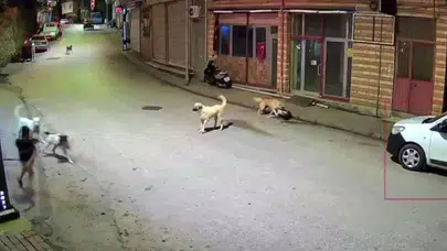 Ordu'da evine giden çocuk, sokak köpeklerinin saldırına uğradı