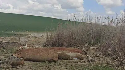 Kars Kağızman'da büyükbaş hayvanlar sele kapıldı, 5’i telef oldu