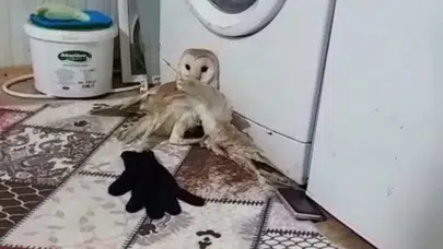 Adıyaman’da bitkin halde bulunan peçeli baykuş koruma altına alındı