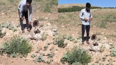 Şanlıurfa'da nesli tükenme tehlikesi altında olan sırtlan ölü bulundu