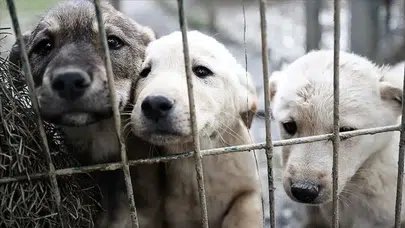 Ankara'da  52 bin sahipsiz sokak köpeği toplatıldı