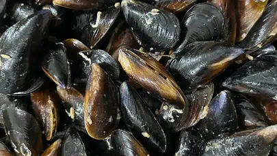 Samsun'da 150 kilogram kaçak midye ele geçirildi