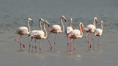 Tuz Gölü'nde son 5 yılın en yüksek flamingo yavrusu sayısına ulaşıldı