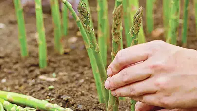 Mevsimlik işçi devri bitiyor : Artık tarlalarda onlar olacak