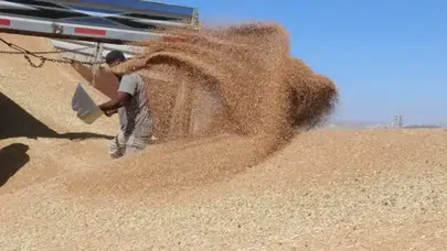 Yozgat'ta hububat hasadı sonrası saman fiyatları düştü