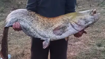 Kırklareli'de 35 kiloluk dev balık yakalandı
