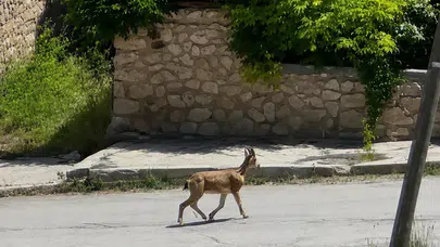 Erzincan'da dağ keçisi ilçe merkezine indi