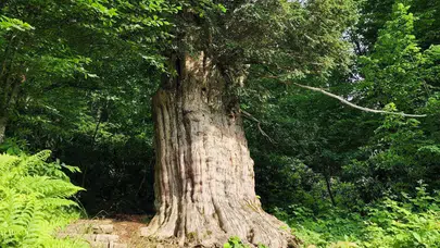 Karadeniz'in anıt porsuk ağaçları neden tehlike altında?