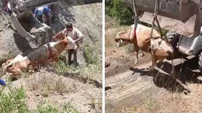 Elazığ’da uçurumdan düşen inek ekiplerin çalışmasıyla kurtarıldı
