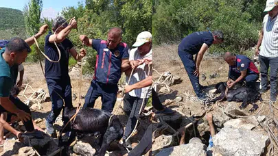 Hatay'da keçi su kuyusuna düştü : Kurtarılıp sahibine teslim edildi