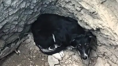 Karabük'te köpek kuyuya düştü : İtfaiye ekipleri kurtardı