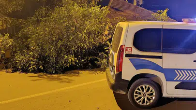 Beyşehir'de ceviz ağacı caddeye devrildi : Ulaşım geçici olarak durdu