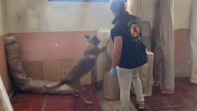 Kastamonu'da uyuşturucu operasyonu : 5 şüpheli tutuklandı
