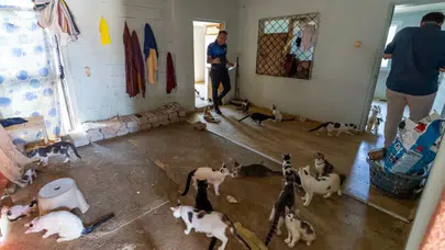 Mersin'de kötü koku alarmı : Evden 100 kedi çıktı