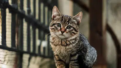 Sultangazi'de 2 kadın komşu arasında yavru kedi tartışması