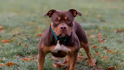 Adana'da ağızlıksız gezdirilen pitbull kediyi parçaladı