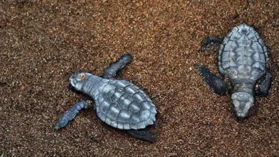 Didim'de 60 caretta caretta yavrusu güvenle denize gönderildi