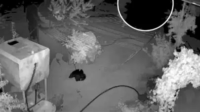 Şanlıurfa'da bağ evinden hırsızlık yapan şüpheli tutuklandı