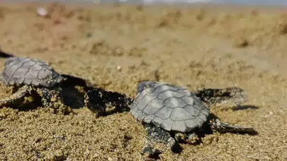 Kuşadası'nda koruma dışındaki yuvadan 59 caretta caretta yavrusu çıktı