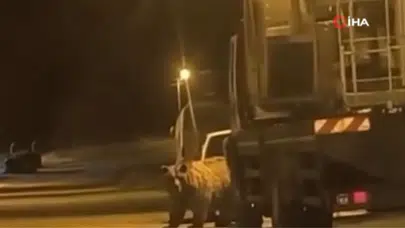 Sinop'ta merkeze ayı indi : Araçların arasında böyle görüntülendi